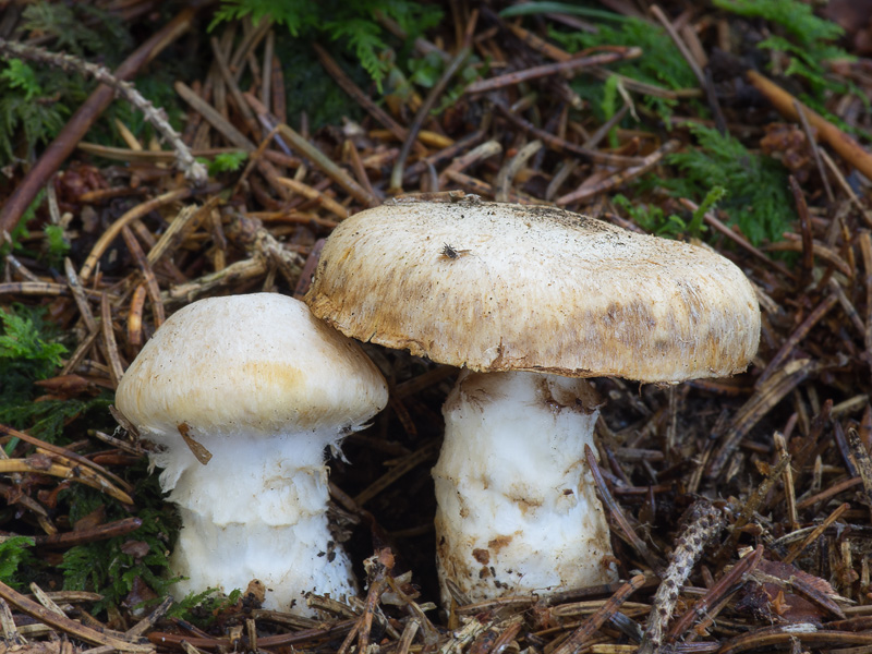 Cortinarius fraudulosus